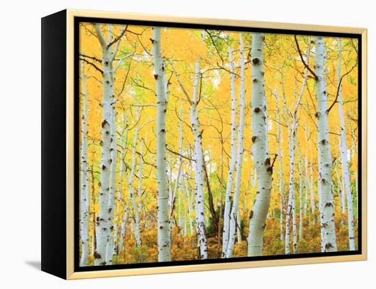 USA, Colorado, Rocky Mountains, Fall Colors of Aspen Trees-Jaynes Gallery-Framed Premier Image Canvas