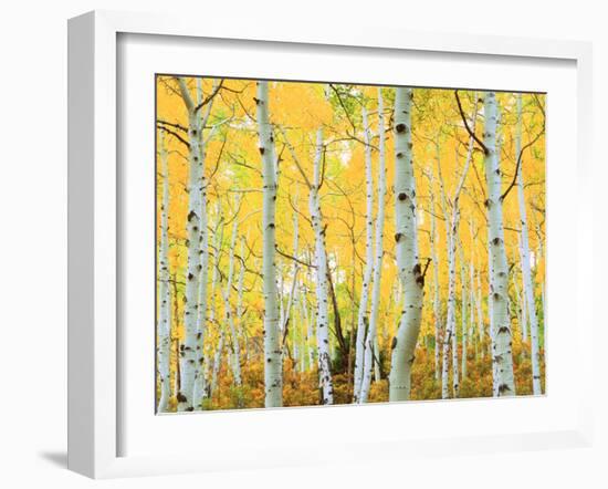 USA, Colorado, Rocky Mountains, Fall Colors of Aspen Trees-Jaynes Gallery-Framed Premium Photographic Print