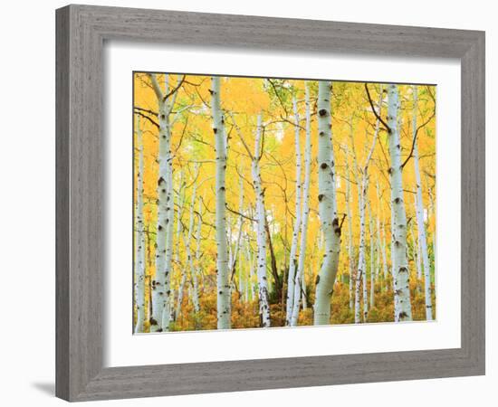 USA, Colorado, Rocky Mountains, Fall Colors of Aspen Trees-Jaynes Gallery-Framed Photographic Print