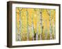 USA, Colorado, Rocky Mountains, Fall Colors of Aspen Trees-Jaynes Gallery-Framed Photographic Print