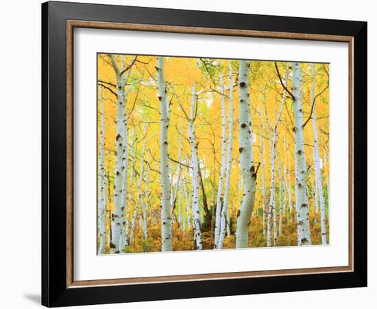 USA, Colorado, Rocky Mountains, Fall Colors of Aspen Trees-Jaynes Gallery-Framed Photographic Print