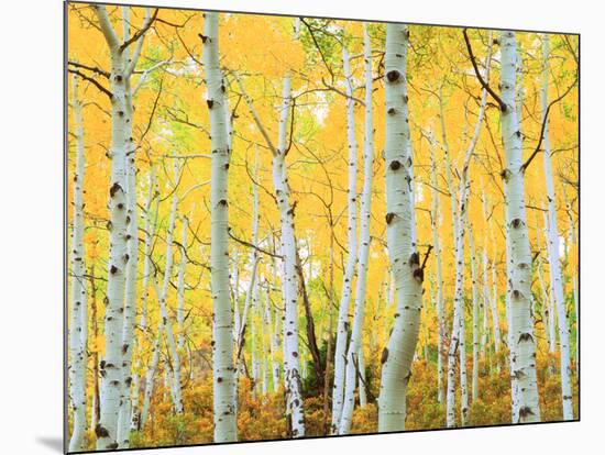 USA, Colorado, Rocky Mountains, Fall Colors of Aspen Trees-Jaynes Gallery-Mounted Photographic Print