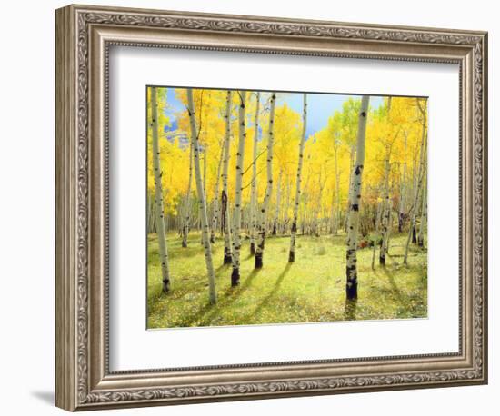 USA, Colorado, Rocky Mountains. Fall Colors of Aspen Trees-Jaynes Gallery-Framed Photographic Print