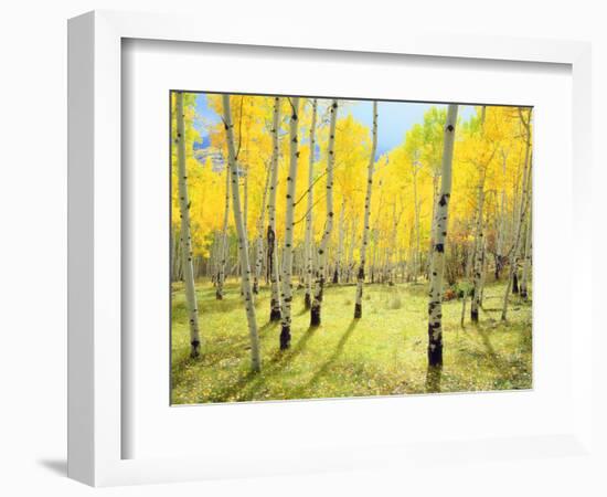 USA, Colorado, Rocky Mountains. Fall Colors of Aspen Trees-Jaynes Gallery-Framed Photographic Print