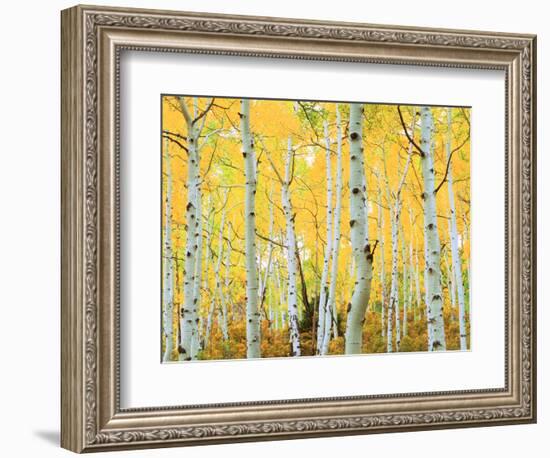 USA, Colorado, Rocky Mountains, Fall Colors of Aspen Trees-Jaynes Gallery-Framed Photographic Print