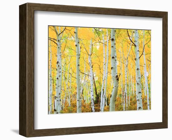 USA, Colorado, Rocky Mountains, Fall Colors of Aspen Trees-Jaynes Gallery-Framed Photographic Print