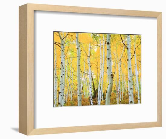 USA, Colorado, Rocky Mountains, Fall Colors of Aspen Trees-Jaynes Gallery-Framed Photographic Print