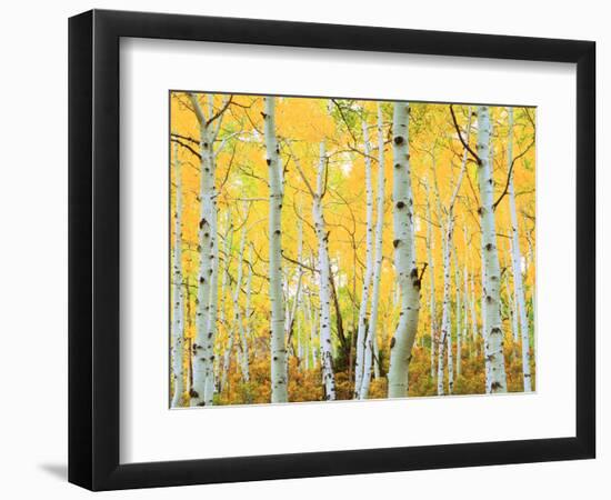 USA, Colorado, Rocky Mountains, Fall Colors of Aspen Trees-Jaynes Gallery-Framed Photographic Print