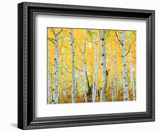 USA, Colorado, Rocky Mountains, Fall Colors of Aspen Trees-Jaynes Gallery-Framed Photographic Print