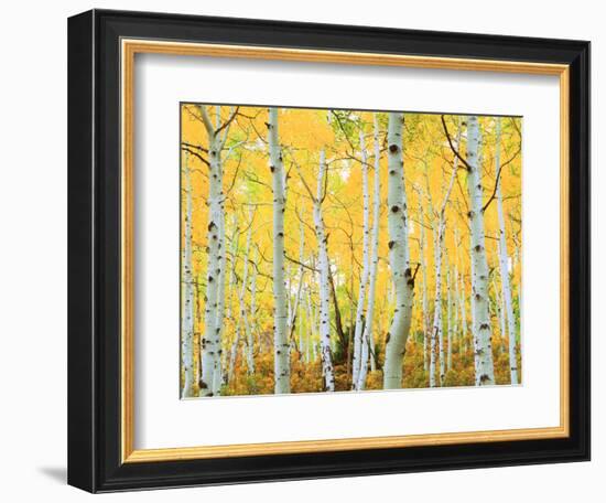 USA, Colorado, Rocky Mountains, Fall Colors of Aspen Trees-Jaynes Gallery-Framed Photographic Print