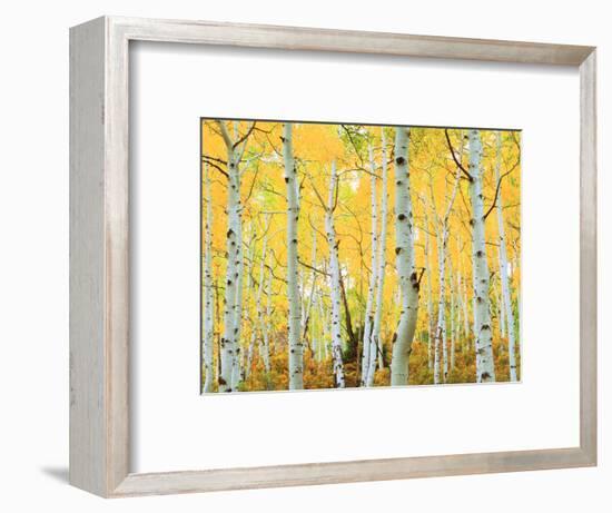 USA, Colorado, Rocky Mountains, Fall Colors of Aspen Trees-Jaynes Gallery-Framed Photographic Print