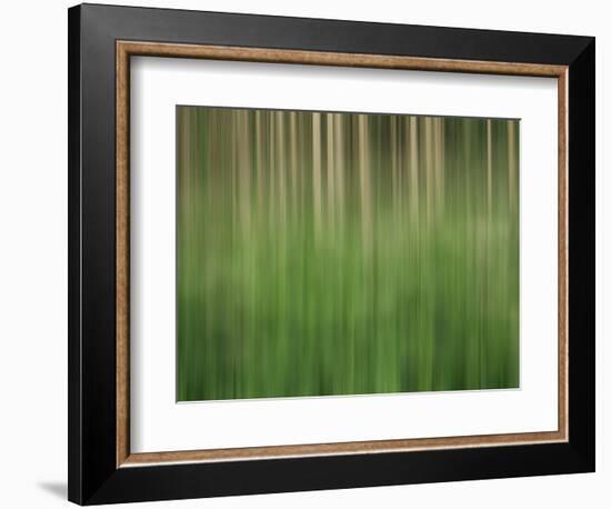 USA, Colorado, San Juan Mountains. Aspen grove abstract.-Jaynes Gallery-Framed Photographic Print