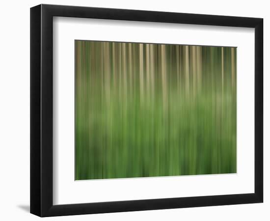 USA, Colorado, San Juan Mountains. Aspen grove abstract.-Jaynes Gallery-Framed Photographic Print