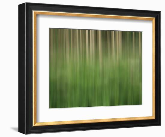 USA, Colorado, San Juan Mountains. Aspen grove abstract.-Jaynes Gallery-Framed Photographic Print