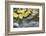 USA, Colorado, San Juan Mountains. Aspen leaves in stream.-Jaynes Gallery-Framed Photographic Print