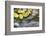 USA, Colorado, San Juan Mountains. Aspen leaves in stream.-Jaynes Gallery-Framed Photographic Print