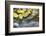 USA, Colorado, San Juan Mountains. Aspen leaves in stream.-Jaynes Gallery-Framed Photographic Print