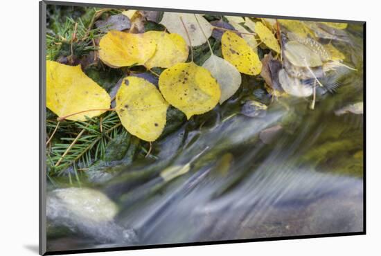 USA, Colorado, San Juan Mountains. Aspen leaves in stream.-Jaynes Gallery-Mounted Photographic Print