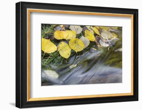 USA, Colorado, San Juan Mountains. Aspen leaves in stream.-Jaynes Gallery-Framed Photographic Print