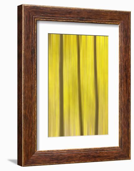 USA, Colorado, San Juan Mountains. Aspen tree abstract.-Jaynes Gallery-Framed Photographic Print