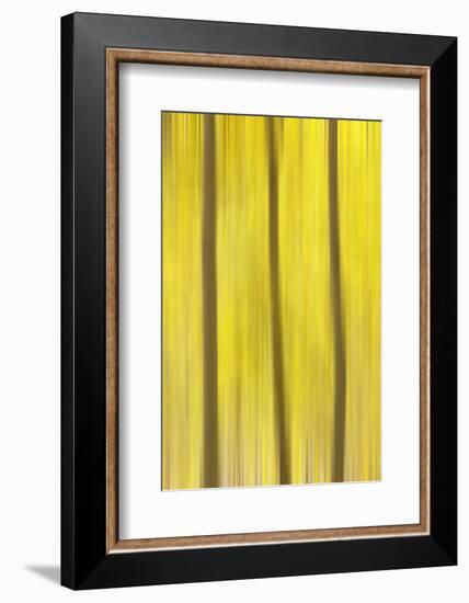 USA, Colorado, San Juan Mountains. Aspen tree abstract.-Jaynes Gallery-Framed Photographic Print