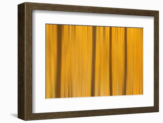 USA, Colorado, San Juan Mountains. Aspen tree abstract.-Jaynes Gallery-Framed Photographic Print