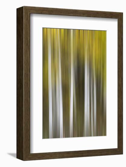 USA, Colorado, San Juan Mountains. Aspen tree abstract.-Jaynes Gallery-Framed Photographic Print