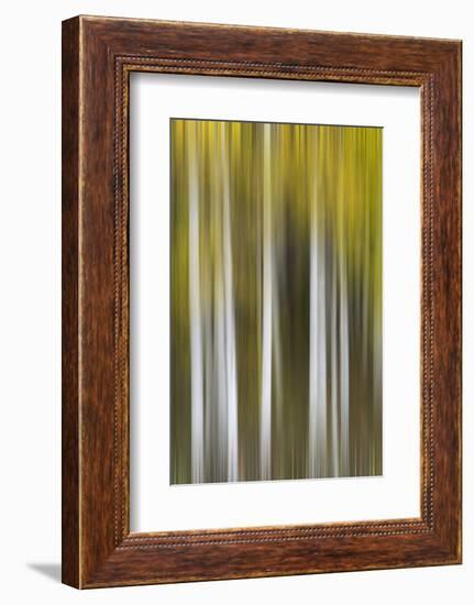 USA, Colorado, San Juan Mountains. Aspen tree abstract.-Jaynes Gallery-Framed Photographic Print