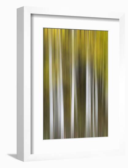 USA, Colorado, San Juan Mountains. Aspen tree abstract.-Jaynes Gallery-Framed Photographic Print