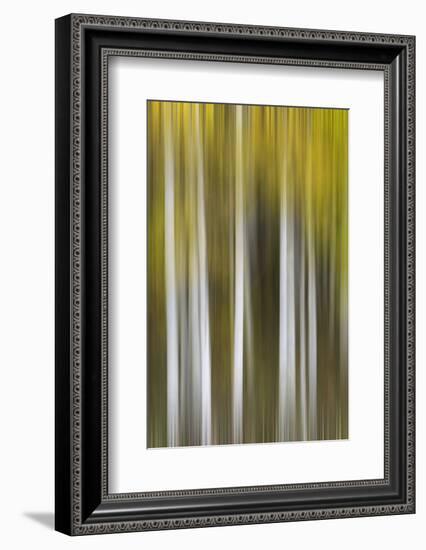 USA, Colorado, San Juan Mountains. Aspen tree abstract.-Jaynes Gallery-Framed Photographic Print