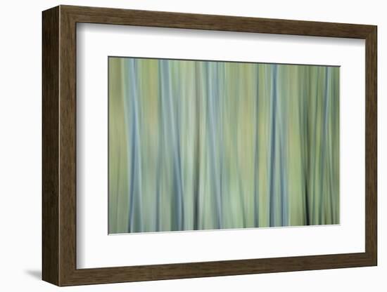 USA, Colorado, San Juan Mountains. Aspen tree abstract.-Jaynes Gallery-Framed Photographic Print