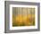 USA, Colorado, San Juan Mountains. Aspen tree abstract.-Jaynes Gallery-Framed Photographic Print