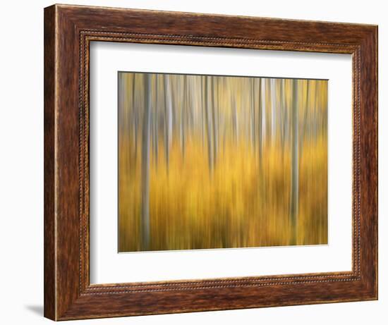 USA, Colorado, San Juan Mountains. Aspen tree abstract.-Jaynes Gallery-Framed Photographic Print