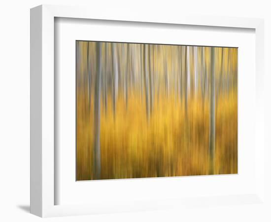 USA, Colorado, San Juan Mountains. Aspen tree abstract.-Jaynes Gallery-Framed Photographic Print