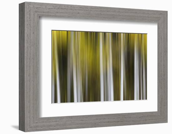 USA, Colorado, San Juan Mountains. Aspen tree abstract.-Jaynes Gallery-Framed Photographic Print