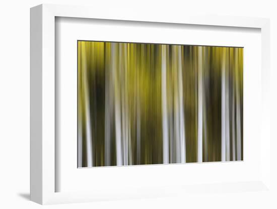 USA, Colorado, San Juan Mountains. Aspen tree abstract.-Jaynes Gallery-Framed Photographic Print