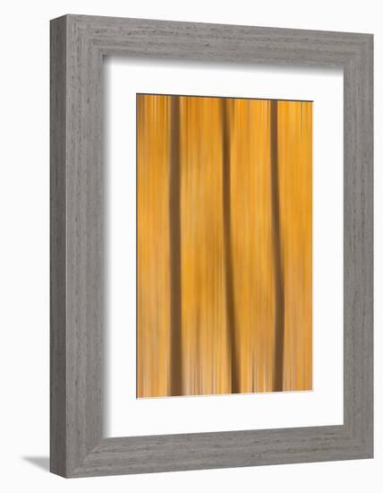 USA, Colorado, San Juan Mountains. Aspen tree abstract.-Jaynes Gallery-Framed Photographic Print