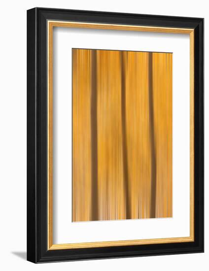 USA, Colorado, San Juan Mountains. Aspen tree abstract.-Jaynes Gallery-Framed Photographic Print