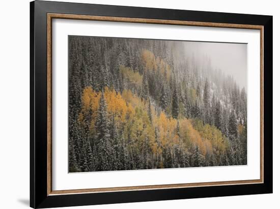 USA, Colorado, San Juan Mountains. Autumn Snowfall on Forest-Don Grall-Framed Photographic Print