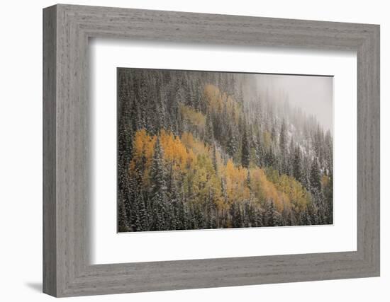 USA, Colorado, San Juan Mountains. Autumn Snowfall on Forest-Don Grall-Framed Photographic Print