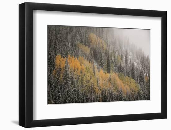 USA, Colorado, San Juan Mountains. Autumn Snowfall on Forest-Don Grall-Framed Photographic Print