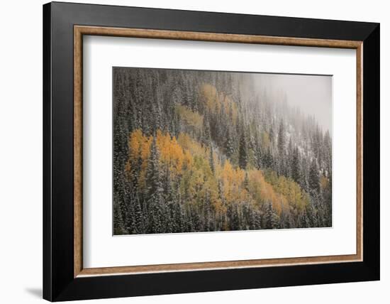 USA, Colorado, San Juan Mountains. Autumn Snowfall on Forest-Don Grall-Framed Photographic Print