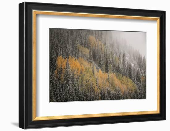 USA, Colorado, San Juan Mountains. Autumn Snowfall on Forest-Don Grall-Framed Photographic Print