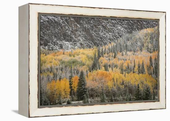 USA, Colorado, San Juan Mountains. Autumn Snowfall on Forest-Don Grall-Framed Premier Image Canvas