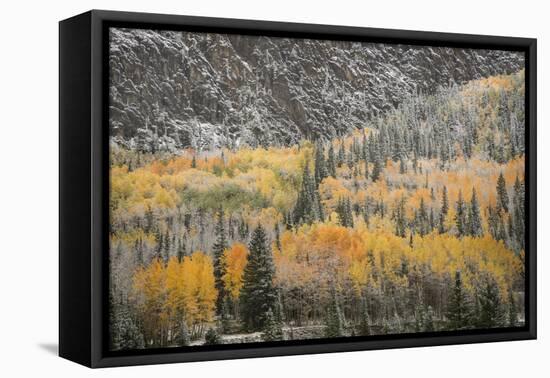 USA, Colorado, San Juan Mountains. Autumn Snowfall on Forest-Don Grall-Framed Premier Image Canvas