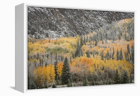 USA, Colorado, San Juan Mountains. Autumn Snowfall on Forest-Don Grall-Framed Premier Image Canvas