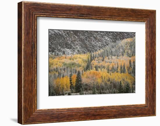 USA, Colorado, San Juan Mountains. Autumn Snowfall on Forest-Don Grall-Framed Photographic Print