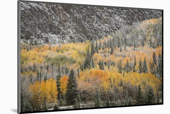 USA, Colorado, San Juan Mountains. Autumn Snowfall on Forest-Don Grall-Mounted Photographic Print