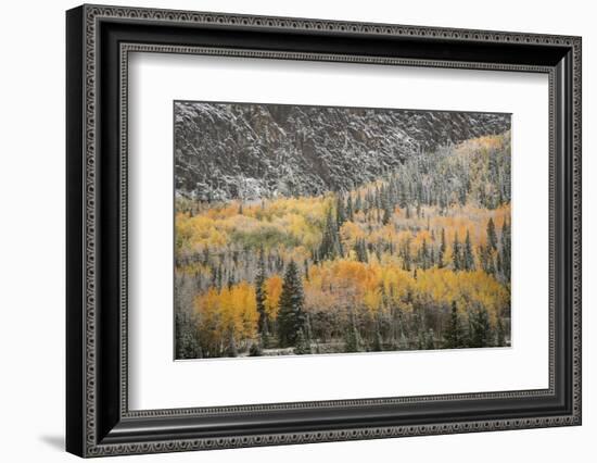 USA, Colorado, San Juan Mountains. Autumn Snowfall on Forest-Don Grall-Framed Photographic Print