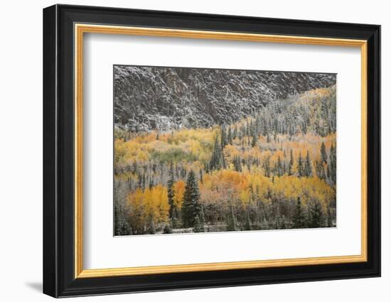 USA, Colorado, San Juan Mountains. Autumn Snowfall on Forest-Don Grall-Framed Photographic Print